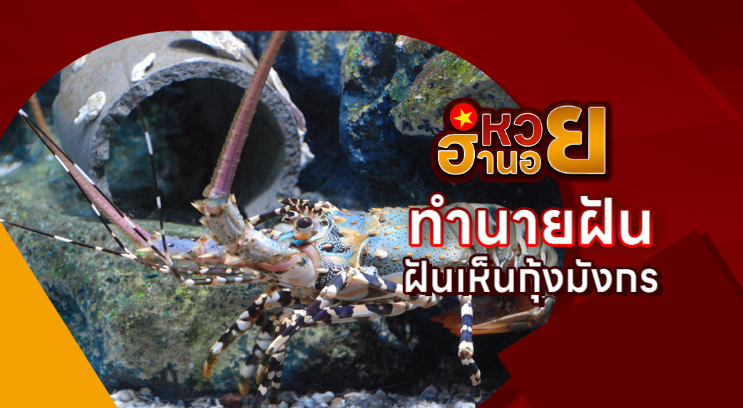 ฝันเห็นกุ้งมังกร