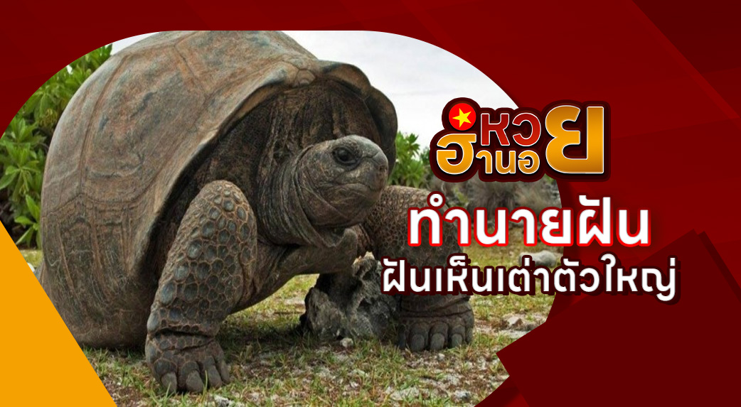 ฝันเห็นเต่าตัวใหญ่