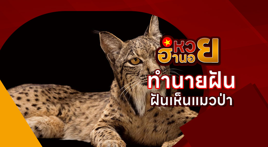 ฝันเห็นแมวป่า