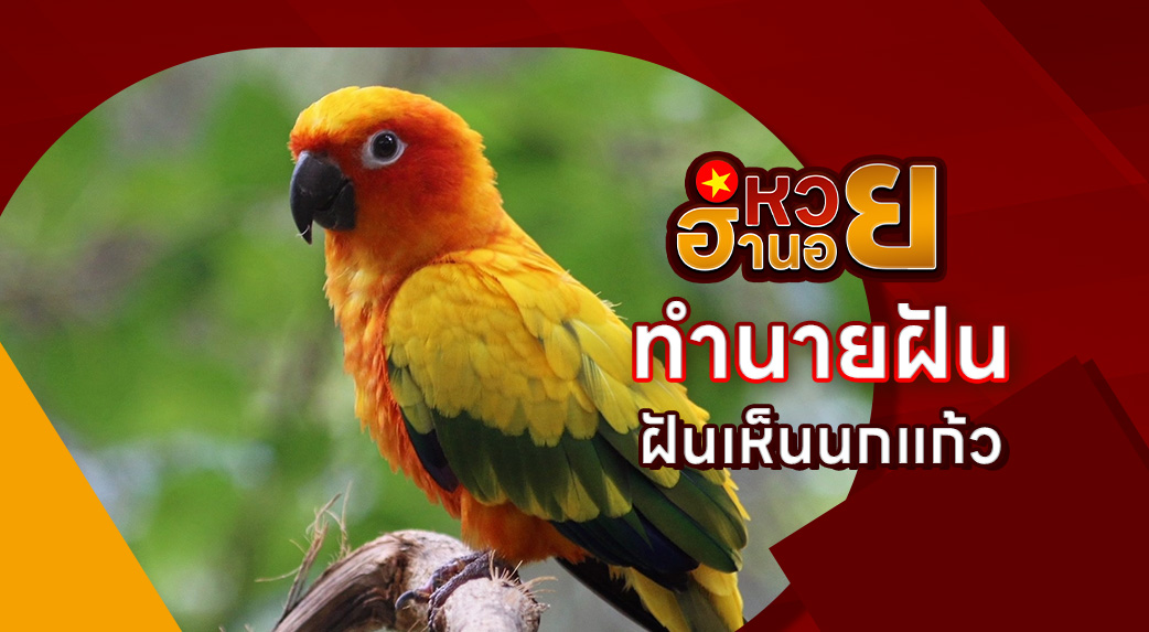 ฝันเห็นนกแก้ว